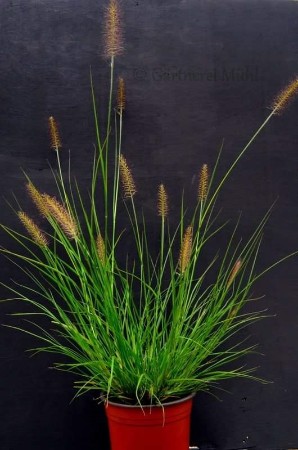 Pennisetum alopecuroides