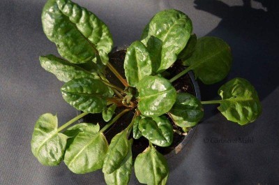 Rumex x acetosa Rumex x acetosa