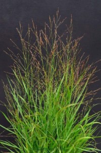 Panicum virgatum Hänse Herms Panicum virgatum Hänse Herms